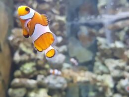 Entrada al Acuario de Palma con Traslados