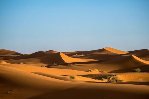 desierto agaway
